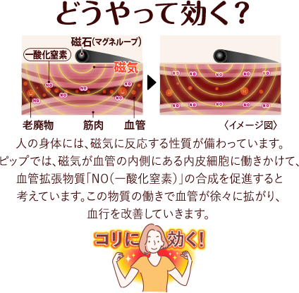 どうやって効く？人の身体には、磁気に反応する性質が備わっています。ピップでは、磁気が血管の内側にある内皮細胞に働きかけて、血管拡張物質「NO（一酸化窒素）」の合成を促進すると考えています。この物質の働きで血管が徐々に拡がり、血行を改善していきます。