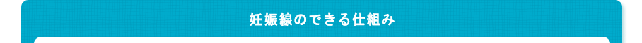 妊娠線のできる仕組み